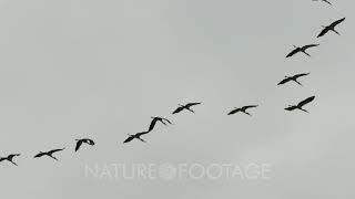 Formation in ''V'' of large Wood Stork birds flying on cloudy skies