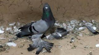 ДРУЗЬЯ ВОТ ЭТО РОЛИКЕ ОЧЕНЬ КРАСИВЫ ГОЛУБЕЙ,Pigeons