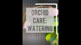 Orchid Care Watering