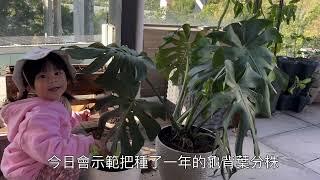 3分鍾學會龜背葉分株，越種越多葉. 龜背芋種植，分株龜背竹一棵變兩棵#gardening#Monstera deliciosa