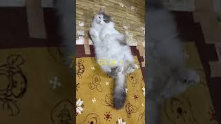 大仙市 家族葬 心のこもったお葬式 ウチの娘紹介 猫 ネコ動画 #shorts