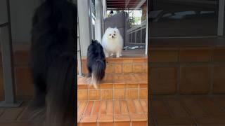 Lulu da pomerania