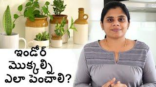 ఇండోర్ మొక్కల్ని ఎలా పెంచాలి?? How to grow Indoor Plants&Best Indoor plants||B like Bindu