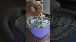 큐리챱챱#cat #고양이#소울메잇 #브리티쉬숏헤어#고양이브이로그 #반려묘 #내새꾸#정수기