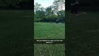 Video of adoptable pet named Grafix
