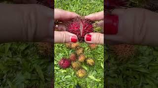 So Juicy #rambutan #fruit #sweet #yummy #asmr #shortvideo