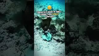 Why Do Octopuses Squirt Ink?  #Shorts #OceanFacts #Octopus #WildFacts #facts