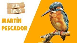 FAUNA BARBUDA 29: El carismático MARTÍN PESCADOR (Alcedo atthis)