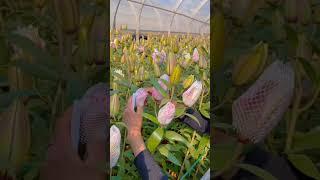 Bagging Lily Flowers To Keep Them In Great Shape  #satisfying #shortsvideo