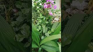 Orchid flower | Lavender Orchid | Purple Orchid in my home | Rare Variety | Different type