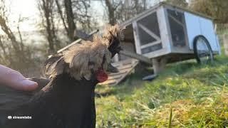 Morning Chicken Cam - The One Where Phoenix Starts Treatment