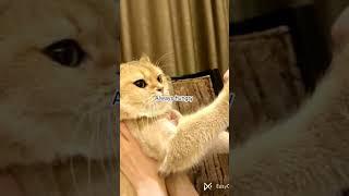 I am that girl who is #jisooxx#jisoo179#asethetic #trending #viral #popular #ytshorts #shorts