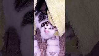 Please adopt him #shortvideo #rescue #cuteanimal #animals #cat #cute