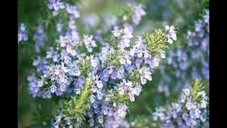 Herb of the Week Rosemary