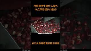 用草莓喂牛是什么操作？冰点草莓罐头的加工制作#草莓 #冰点草莓