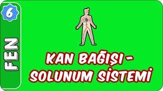 Kan Bağışı - Solunum Sistemi |  6. Sınıf Fen evokul Kampı