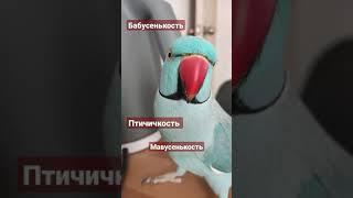 НА МЕСТО ЕЁ ПОЛОЖ 2 СЕРИЯ ожереловый попугай Микки#топотусенькость