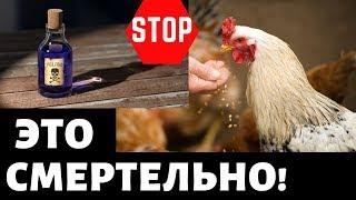 Топ 10 Ядовитые продукты для кур! Чем нельзя кормить! Куры несушки, содержание, разведение, курятник