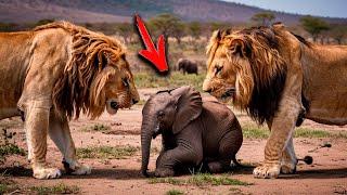 Lions Surround A Helpless Baby Elephant – But Then Something Incredible Happens!