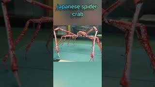 japanese spider crab #trending #viral #respect #india #love #ytshorts #shortvideo #shortsfeed#shorts