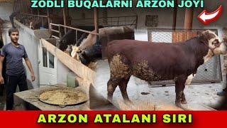 ZODLI BUQALAR️91-742-19-86 ARZON ATALANI SIRI OCHILDI