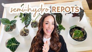  potting up rehab plants & seedlings into semi-hydro | self-watering pots, pon +  plant care tips