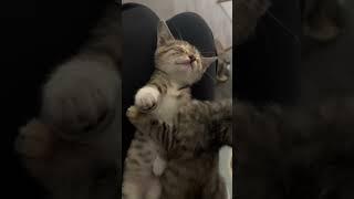 ДВА МАЛЕНЬКИХ КОТЕНКА ЦЕЛУЮТСЯ #shorts #short #shortvideo #cat #comedy #cute #котики #смешныевидео