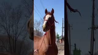 Генерал  #horse #kopkari #buzkashi #лошади #rek #automobile #тикток #лошадь #топ