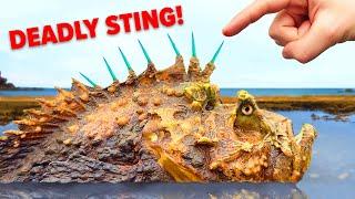 Surviving Sting of Deadliest Fish and other Venomous Animals!