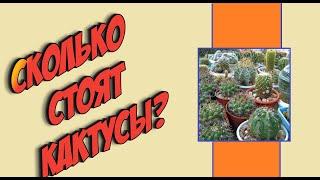 Какие цены на кактусы? Уход за Кактусами. Мои Кактусы.