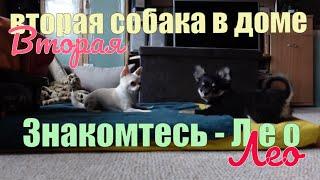 Знакомьтесь, чихуахуа ЛЕО. Вторая собака в доме