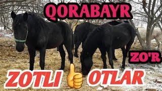 7-yanvar, 2021 YILQCHILIK ZOTLI OTLAR , QORABAYR OTLAR , JAVLON UZ .