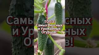 Топ-3 Урожайных И Вкусных Огурца! Какой Выбираете Вы?