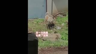 这是懂得感恩的小狗狗#狗狗 #狗狗的心思都写在脸上了 #治愈系  #狗狗故事 #画一个故事