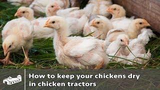 How to keep your broilers dry in chicken tractors - AMA S2:E5