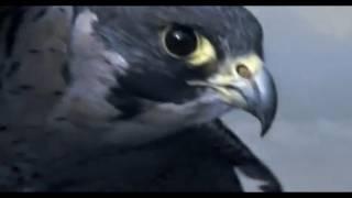 Peregrine Falcon Sky Dive - Inside the Perfect Predator - BBC