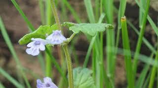 Plant Families 6b Lamiaceae lab