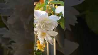  **Begonia Beauties Cascading in Elegance! **