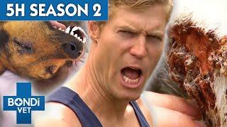 5 Hours of Full Episodes - Bondi Vet Complete Season 2 |  Bondi Vet