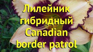 Лилейник гибридный Канадиен Бордер Патрол. Краткий обзор hemerocallis Canadian border patrol