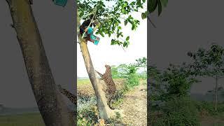 Leopard attack on tree in men. #vfx #shorts #video #animals #wildlife #leopard