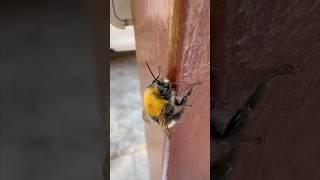 КТО ПОЛЗАЕТ ПО ВОРОТАМ?!  Я УВИДЕЛ ЭТО СЛИШКОМ БЛИЗКО #шмель #bumblebee #макросъёмка #насекомые