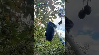 Tall avocado harvester #viralvideo #agriculture #avocadolover