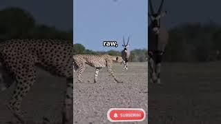 Wildlife Documentary Moments: Epic Animal Encounters in the Savannah | Wild Wonders