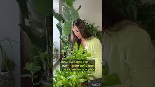 Что надо делать сразу, после покупки растения? #комнатныерастения #фитодизайн #уходзарастениями