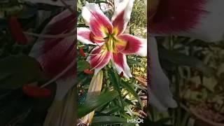 Lilium Beverly's Dreams/Lilia drzewiasta #plants #flowers #shorts #nature #krino #oriental #treelily