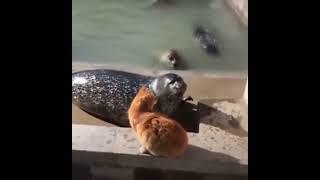 Cat Slaps Seal