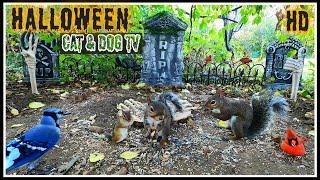  Halloween   Cat & Dog TV  | Squirrels,  Birds, & Chipmunks at a Graveyard | Background Video