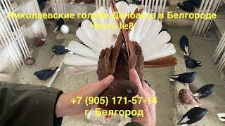 Николаевские голуби Донбасса в Белгороде. Честь № 8. РАСПРОДАЖА ГОЛУБЕЙ.