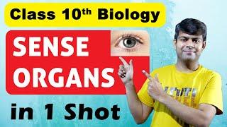 Sense Organs in 1 Shot | Full Chapter | Class 10th Biology